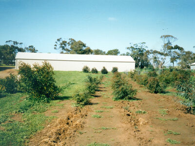 The first trees planted at Old Watulunga in 1988
