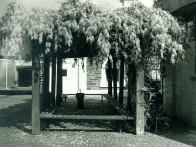 The wisteria arch at Middle School in 1984