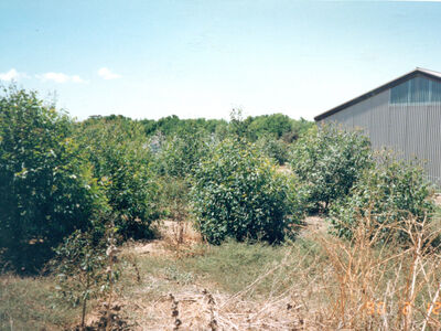 17 month old trees at Old Watalunga in 1989