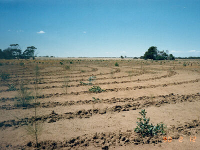 Front paddock at Old Watalunga in May 1989